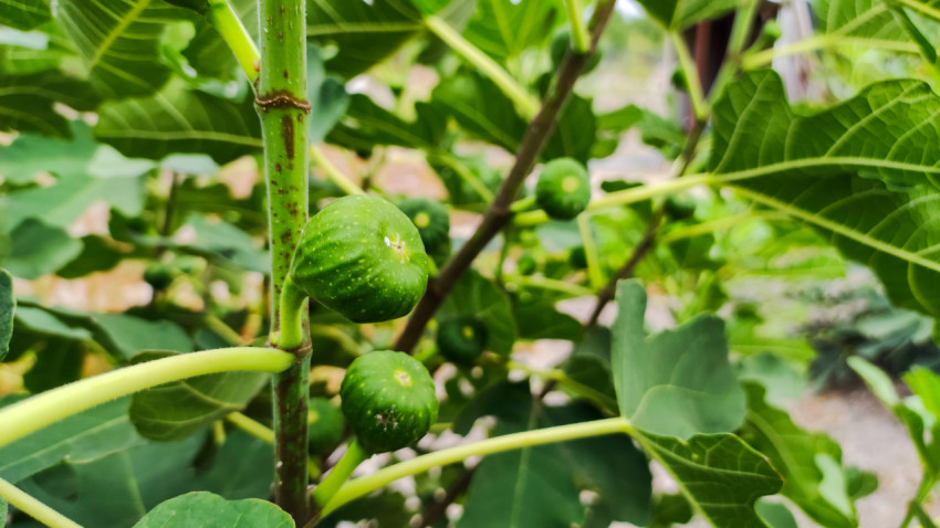 Незрелые плоды инжира на ветке среди крупных листьев крупным планом