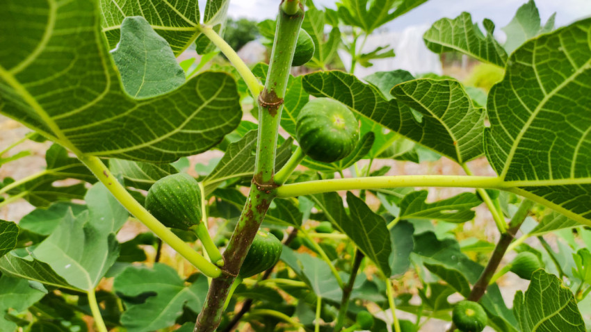 Зелёные плоды инжира на ветке среди крупных листьев