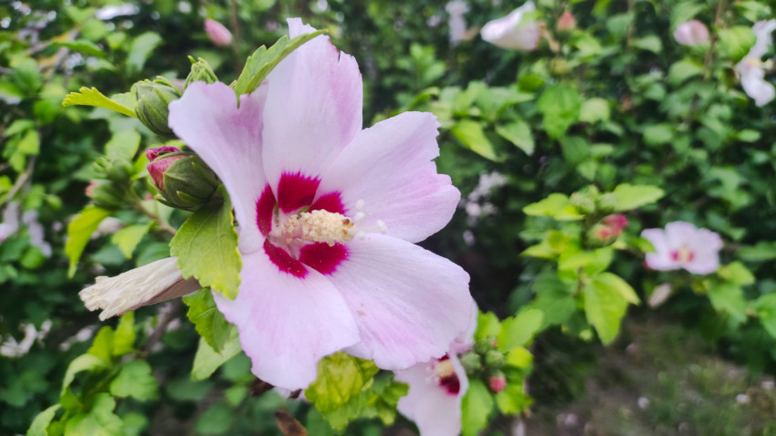 Цветок гибискуса с бутонами на фоне цветущего куста