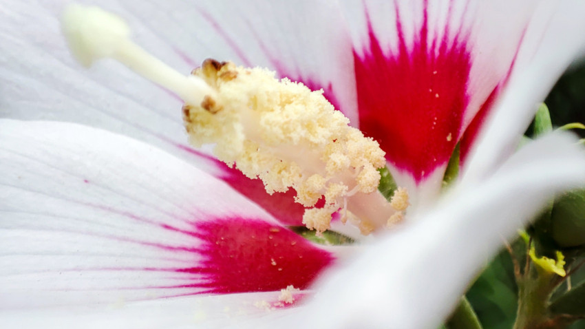 Макросъёмка тычинок гибискуса с пыльцой на лепестках