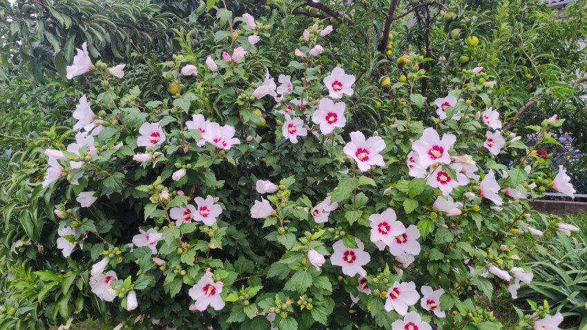Куст гибискуса с розовыми цветами и красной серединой в саду