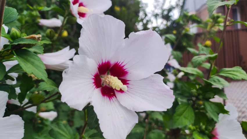 Цветок садового гибискуса на фоне садовой изгороди и построек