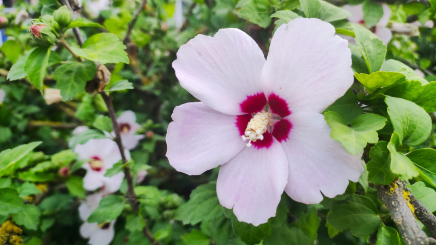 Белый гибискус на ветке с лишайником среди зелёной листвы