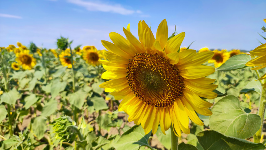 Крупный план цветка подсолнечника на фоне поля и голубого неба