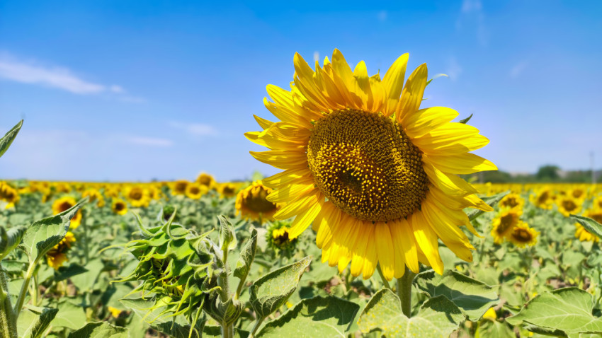 Подсолнечник с наклонённой корзинкой и зелёным бутоном на переднем плане