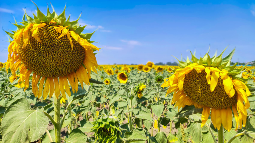 Два зрелых подсолнечника с опущенными корзинками выделяются на фоне поля