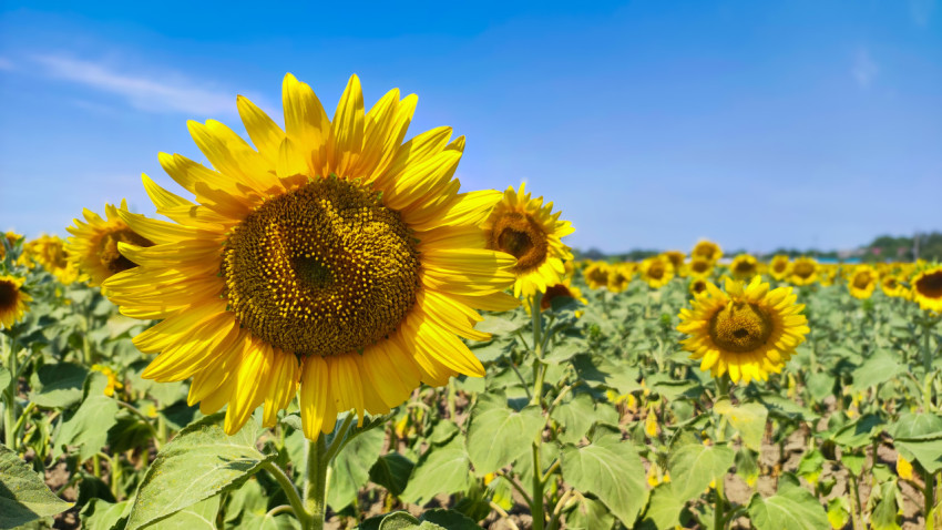 Крупный подсолнух на фоне цветущего поля и неба