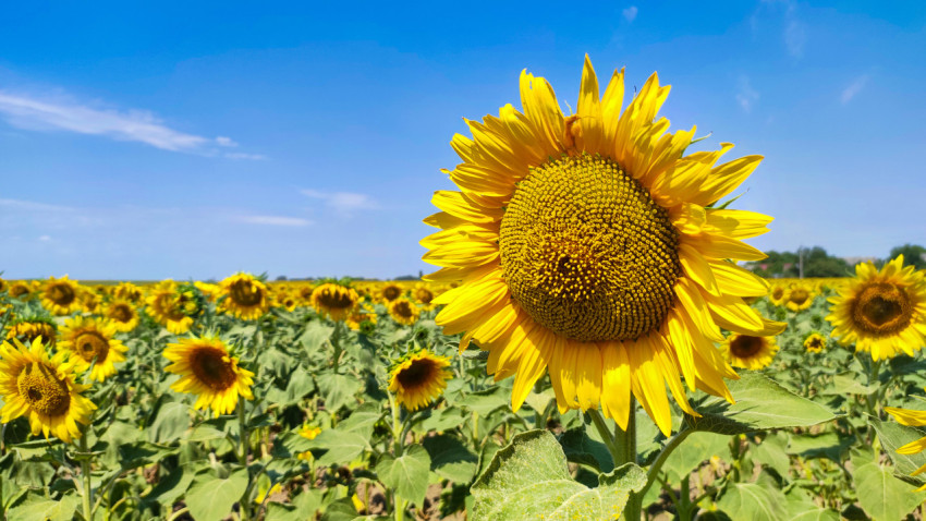 Подсолнух на переднем плане и ровные ряды поля на горизонте
