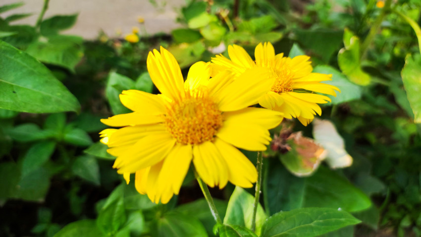 Два жёлтых цветка с язычковыми лепестками на фоне зелёной листвы