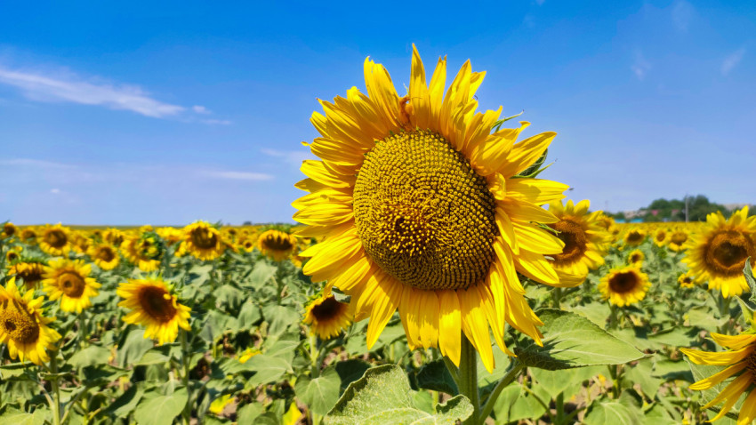 Крупный подсолнух в правой части кадра на фоне цветущего поля