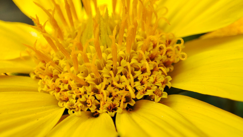 Макросъёмка серединки жёлтого цветка с пыльцой и тычинками