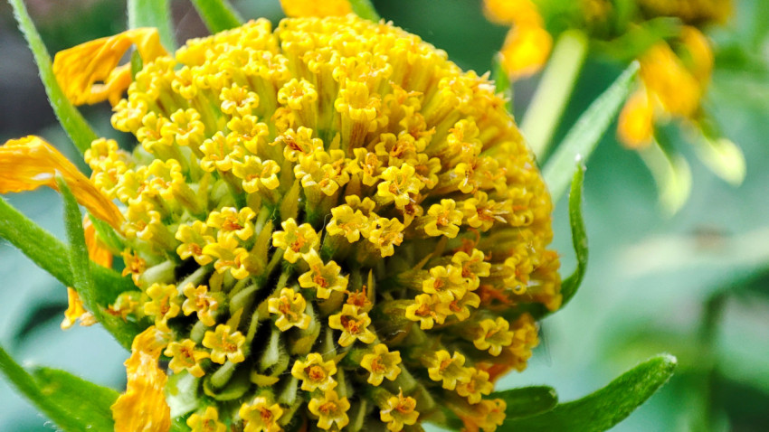 Крупный план жёлтого соцветия из множества мелких трубчатых цветков