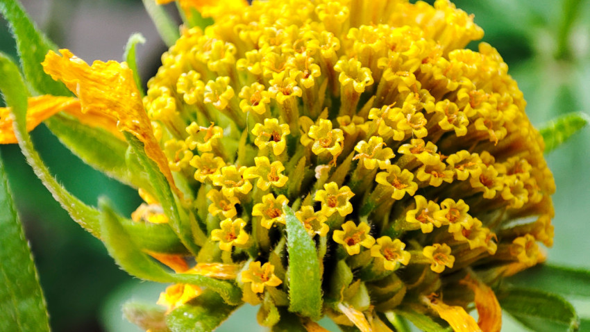 Макросъёмка жёлтого соцветия с множеством мелких цветков