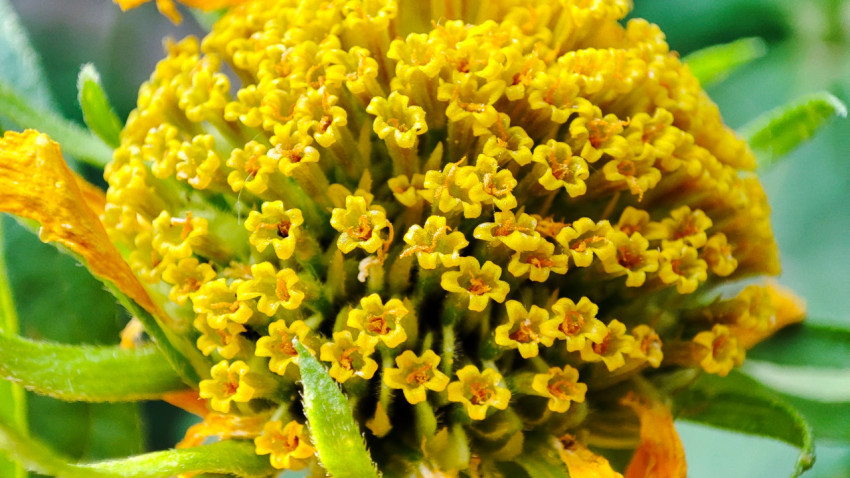 Жёлтое соцветие в стадии активного цветения крупным планом