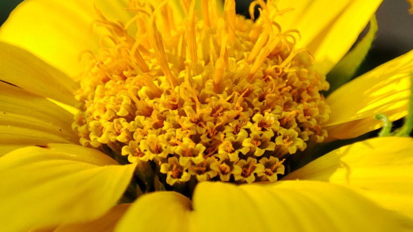 Сердцевина жёлтого цветка в макросъёмке с лепестками по краям