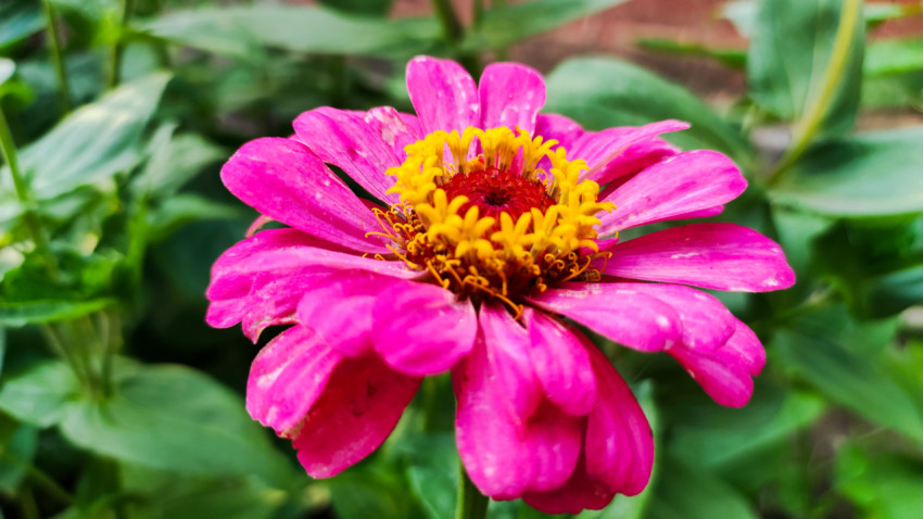 Розовая цинния с жёлтыми язычковыми цветками в центре крупным планом