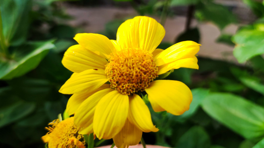 Жёлтый садовый цветок с округлой серединой на фоне зелёных листьев