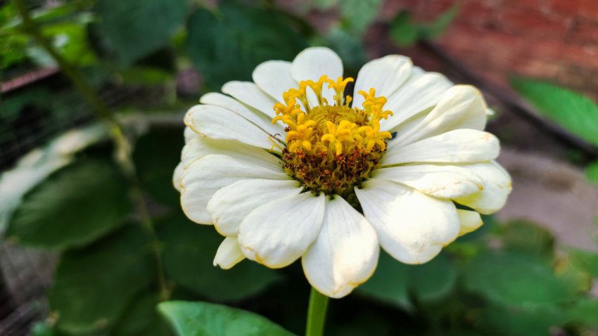 Белая цинния с жёлтой серединой на фоне садовой зелени