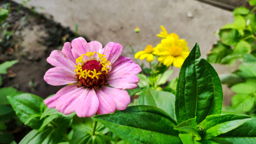 Розовая цинния на клумбе с жёлтыми цветами на заднем плане