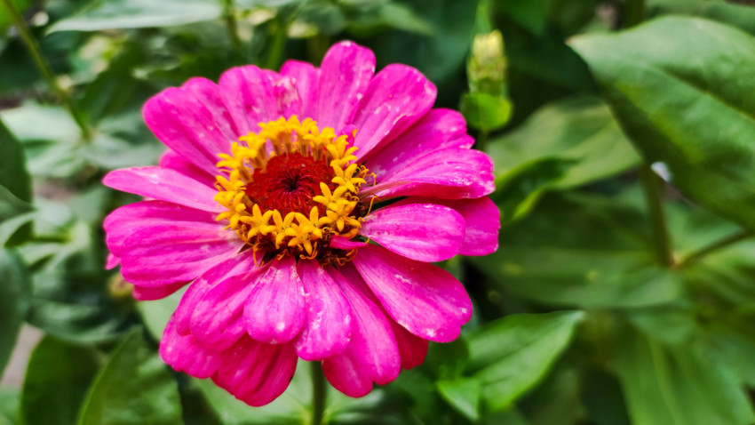 Розовая цинния на фоне густой зелени в саду