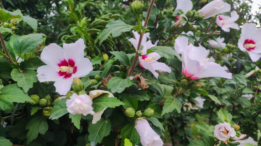 Куст садового гибискуса с белыми цветами и бутонами