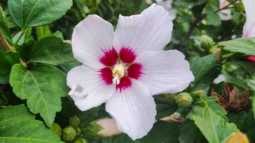 Белый цветок гибискуса с малиновой серединой крупным планом