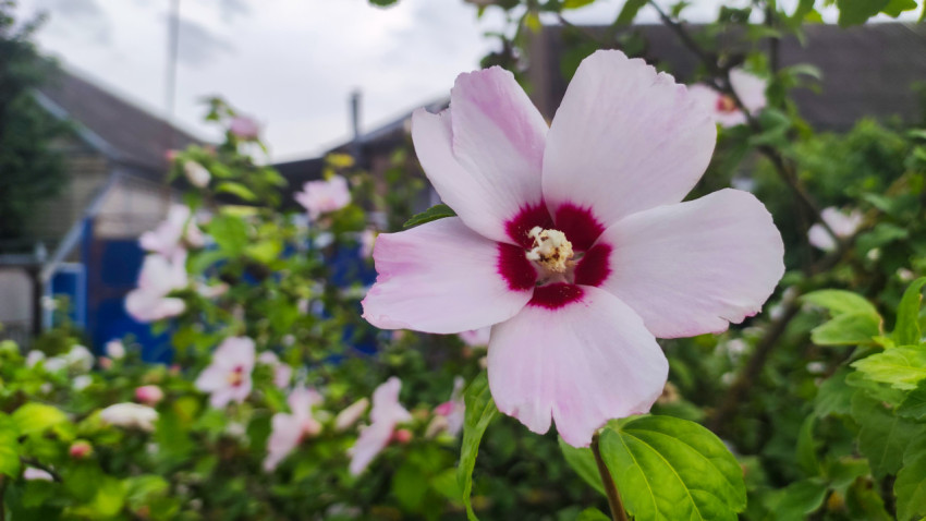 Цветок гибискуса на фоне двора и деревенских построек