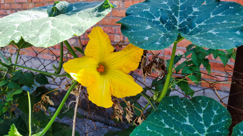 Жёлтый цветок тыквы на огородной лиане у кирпичной стены