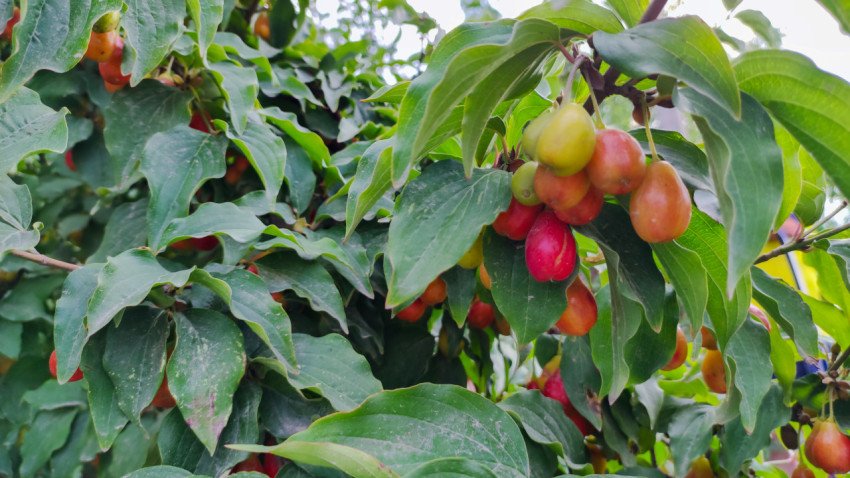 Гроздь кизила с ягодами разной зрелости среди листвы