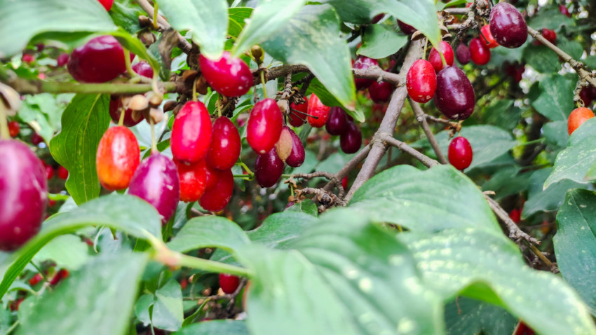 Спелые ягоды кизила на ветке среди зелёных листьев