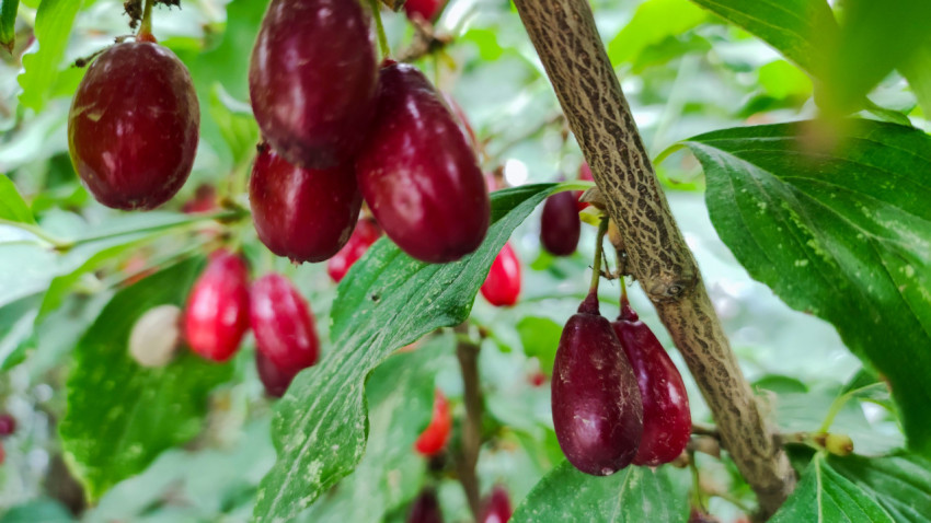 Тёмно-бордовые плоды кизила крупным планом на ветке