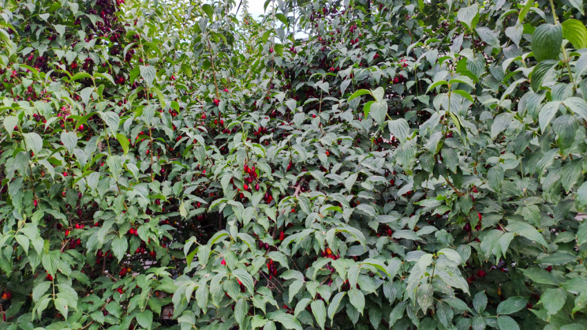 Куст кизила с обильным урожаем красных ягод