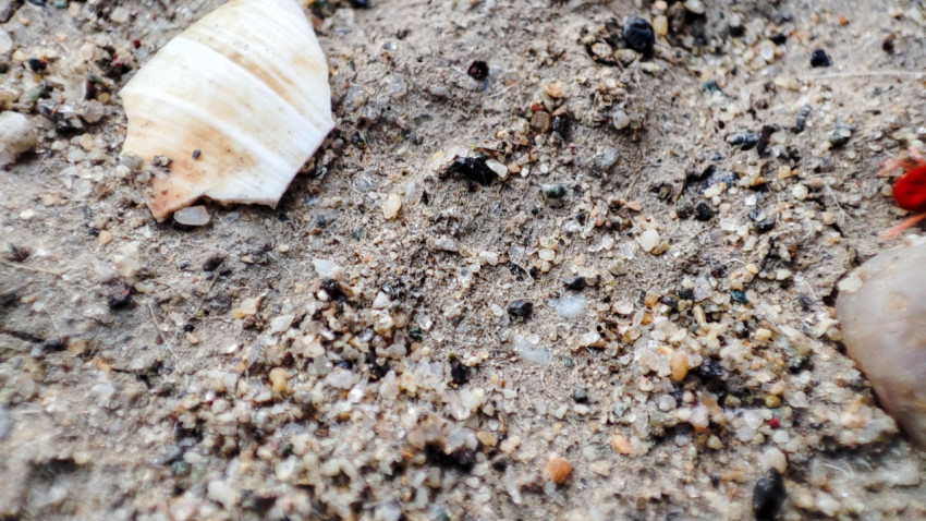 Песок с фрагментом ракушки и мелкой галькой крупным планом
