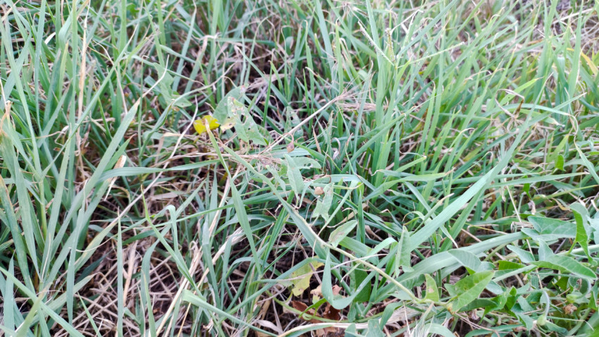 Заросли луговой травы и дикорастущих растений крупным планом