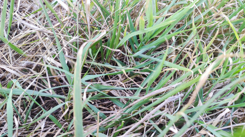 Крупный план зелёных травинок среди сухих стеблей в поле