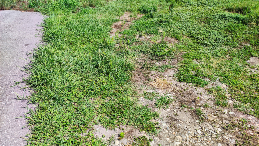 Пятнистая растительность у края тротуара и сухие участки грунта