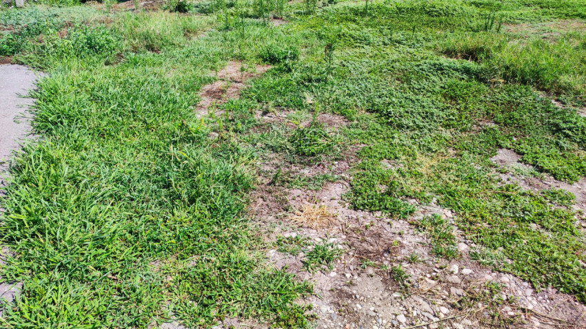 Заросший участок у дорожки с сорняками и оголённой почвой