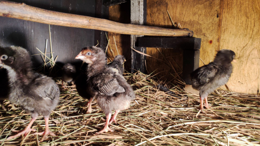 Темные цыплята на соломе у стены деревянного курятника