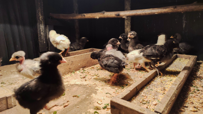 Цыплята у деревянной кормушки в помещении птичника