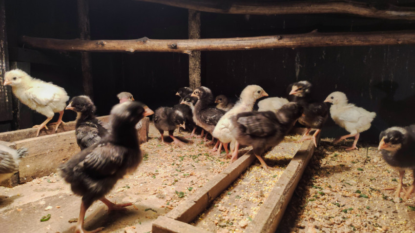 Стая цыплят кормится у длинной кормушки в курятнике