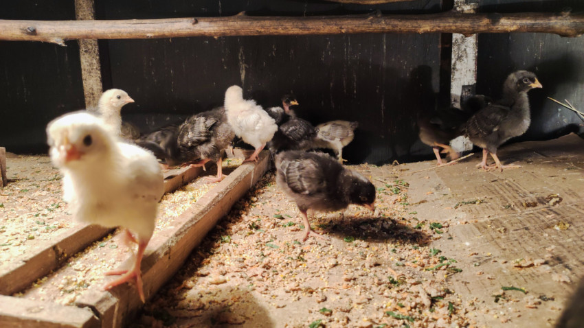 Белый цыпленок на переднем плане и молодняк у кормушки в курятнике