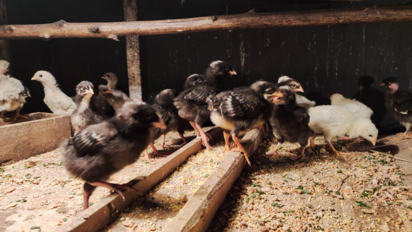 Цыплята клюют зерно у кормушки в домашнем птичнике