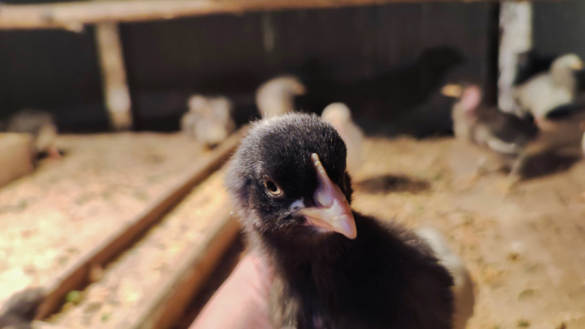 Портрет чёрного цыплёнка на руках в курятнике
