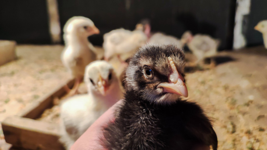 Тёмный цыплёнок в ладони на фоне брудера