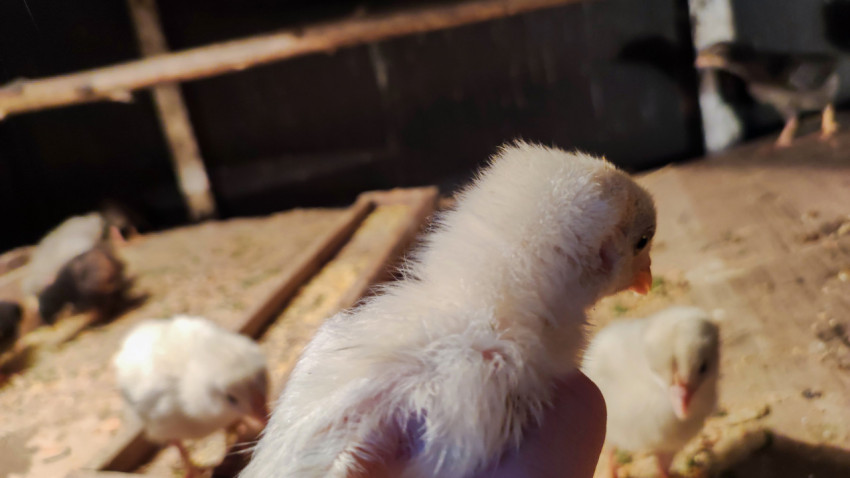 Белый цыплёнок на ладони в тёплом свете брудера