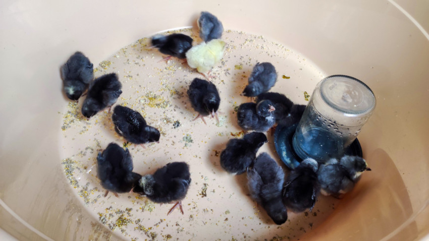 Суточные цыплята в пластиковом контейнере рядом с поилкой