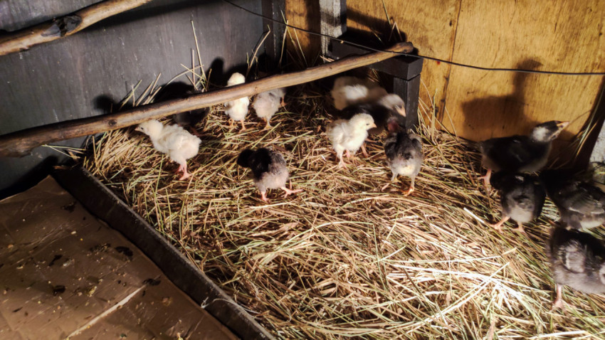 Цыплята разных окрасов в брудере на соломе