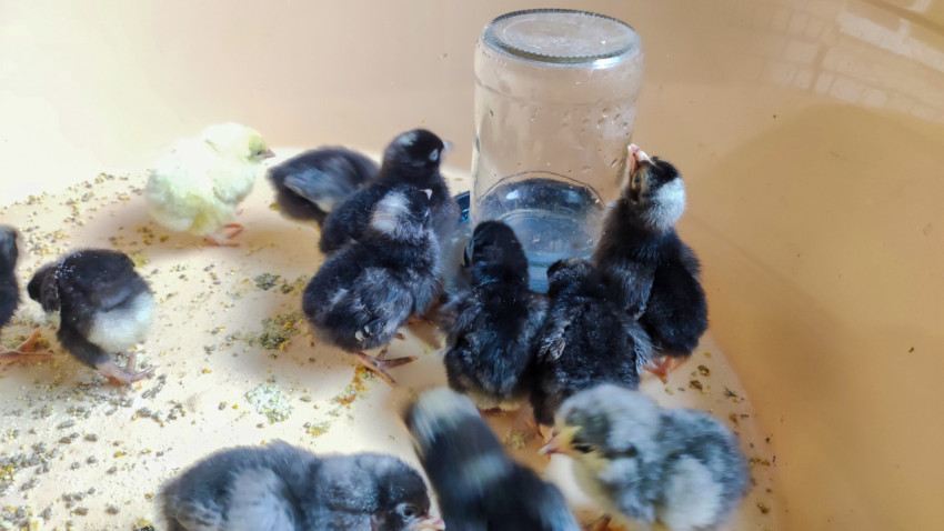Цыплята у поилки из стеклянной банки в домашнем брудере