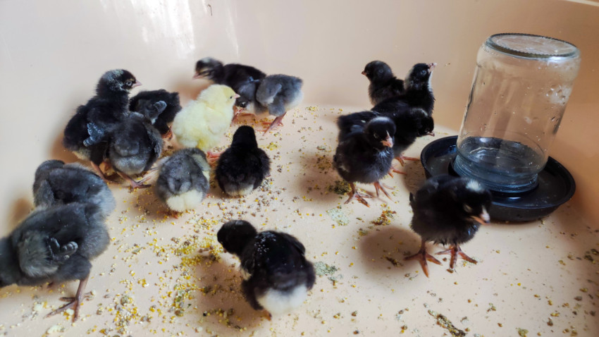 Группа цыплят разного окраса у поилки и рассыпанного корма