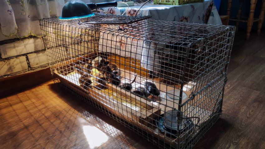 Самодельный брудер в проволочной клетке с тепловой лампой и кормушкой